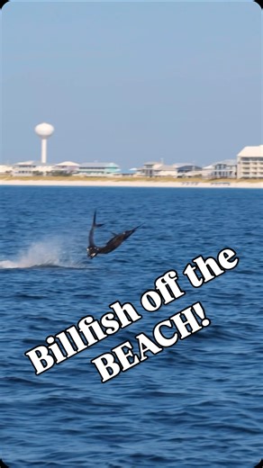 Coastal WorldWide| Fishing | Navarre Beach Florida is such a special fishery that many take advantage of- from Sailfish right offshore to blackfin tuna- yellowfin tuna... | Instagram