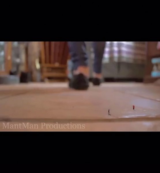 Identifying Insects: Cockroach Movement on Tiled Floors