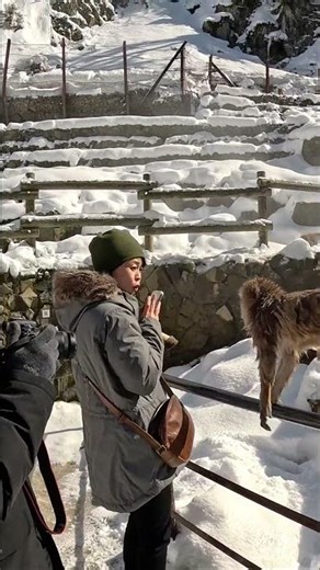 Snow Monkey Sneaks Up Behind Tourist — Her Reaction Says It All