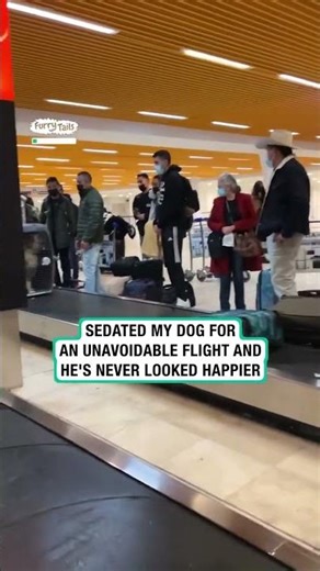 Large Pitbull Dog Confidently Travels Through Baggage Pick-Up