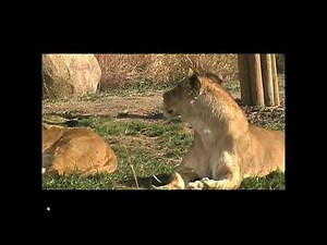 Classical Conditioning Examples