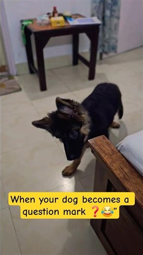 WIERD 😲 sound FUNNIEST 🤣 reactions #dogheadtilt #dog #pets #puppy #headtilt #shorts