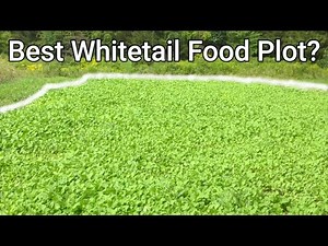 Whitetail Deer FOOD PLOTS | NY Deer Hunting