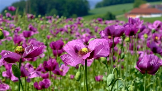 Poppy, Field, Poppy Field. Free Stock Video