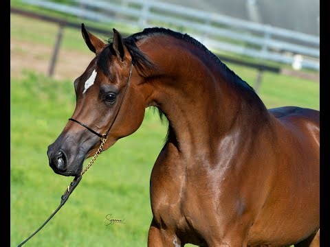 Asila Arabella CA (Thee Infidel x Bella Asila RCA by The Sequel RCA)