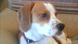 Meet the world’s cutest mail carrier beagle on duty