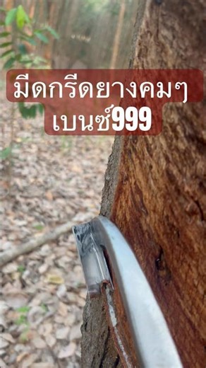 Review of a rubber tapping machine, Benz 999 #rubberplantationfarming