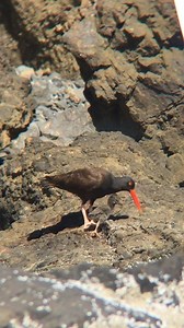 7.1K views · 121 reactions | The resident pair of Black Oystercatchers at Haystack Rock’s eggs hatched last Sunday. Watch as one of the chicks is fed! | Haystack Rock Awareness Program | Facebook