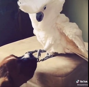 Can I Pet That Dog? Cute Animal Encounters on TikTok