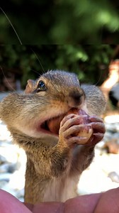 This guy's friends with 14 wild chipmunks — and they come running when he calls them by name 🐿💚 | The Dodo