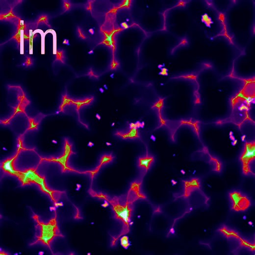 Mom and Her Cats Enjoy a Sugar Pool Experience