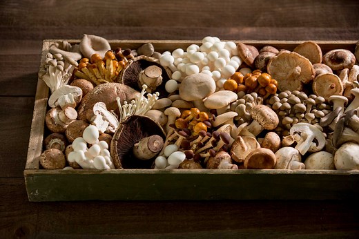 Learn Mushroom Basics | Mushrooms 101