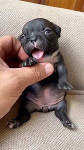 Cutest frenchie puppy 🐶 | jmarcoz