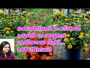 How to prune Lantana plant to get maximum blooms|Correct pruning method|Plant Care|salu Koshy