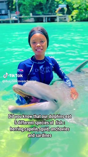 What Do Dolphins Eat? A Marine Mammal Specialist Explains