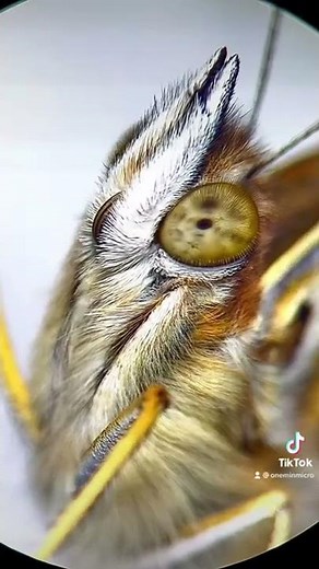 Butterfly face under the microscope!