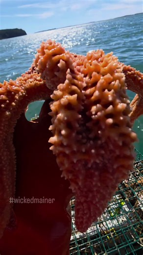 Check out this wicked big forbes sea star! He was caught near the power cable lines that go to the island from the main land! #wickedmainer #lobsterfishing #maine #starfish #wildcaught