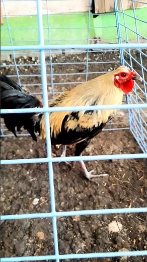 Melsim Grey rooster (hiraw) #chicken #rooster #chickenbreeds #roosterfarm #birds