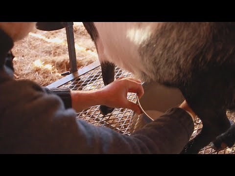 Hand Milking Made Easy: Simplified Steps for Dairy Goat Owners