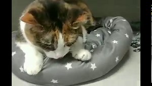 33 reactions · 16 shares | Meet Daisy, a 6-year-old kitty available...