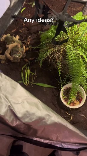 Exploring the World of Ball Pythons: A Guide