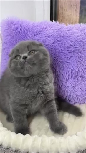 Scottish Fold or Scottish Straight? Which one is your heart choosing? 💖🐱 The Scottish Fold is famous for its adorable folded ears and sweet, teddy-bear expression. Calm, gentle, and incredibly affectionate, Folds love being close to their humans and fit perfectly into cozy family life. The Scottish Straight has the same soft plush coat and round face, but with straight ears that give a more classic, elegant look. They’re playful, smart, and just as loving—often a little more curious and energe