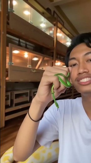 special snake room🐍 #snake #reptiles #pyhton #wildlife #animals