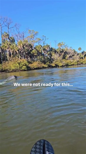 When 2 dolphins blast past your kayak like torpedoes! 😱🤩 We love showing guests around Weeki Wachee ✨ #weekiwachee #clearkayaking #wilddolphin #dolphinencounter #riverlife