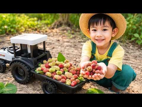 Pull Mulberry on the Tractor //Plant Broken Mulberry🚜🍇🍓