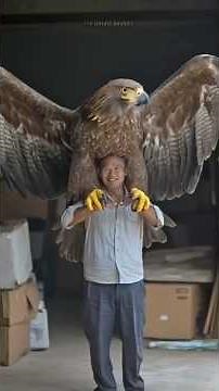 Eagle Rebirth Myth😱The Truth Behind the 5-Month Transformation,