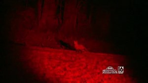Master Predator Hunting #2