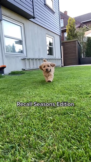 Recall Seasons Edition 😙🎶 #dog #cockapoo | viljacockapoo