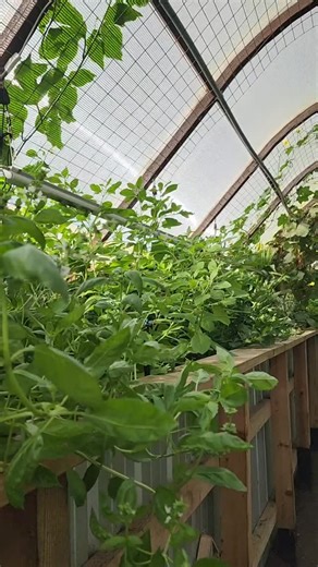 3 comments | You might think 樂 it is impossible to grow year-round in your area. . We have customers that are at latitude 吝58N and growing successfully. . Our demonstration greenhouse is at latitude 吝 50.4N . DM us and we will send you a our extreme temperatures from summer and winter. . . . #greenhouseinthesnowcanada #greenhouse #wintergrowing | Greenhouse In The Snow Canada | Facebook