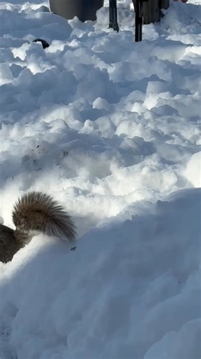 14 reactions | The squirrels are having peanuts Cheerios and leftover birdseed from yesterday and everybody’s happy except Misty Mae. They are in her backyard and she doesn’t like that. | Barbara Torres | Facebook