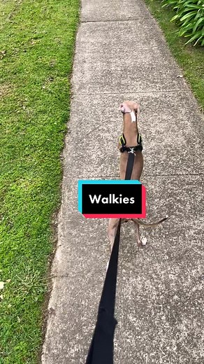 Adorable Long Neck Dog Walking on Hind Legs