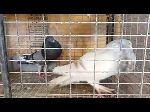 For Sale: Working Horseman Thief Pouter Pigeon Pair