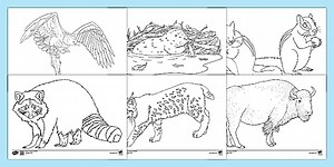 North American Animals Colouring Pages