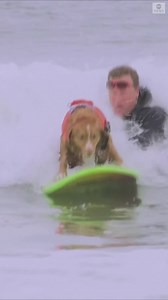 73K views · 1.7K reactions | SURF’S UP : These pups caught some waves during California’s World Dog Surfing Championship. https://abcn.ws/3d9mqhx | ABC News | Facebook