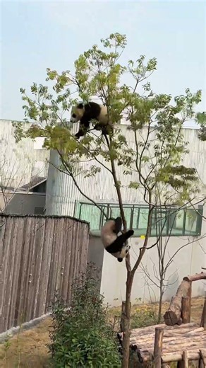 Baby panda slips while climbing a tree and falls from high up—thrilling yet heartbreaking. #panda
