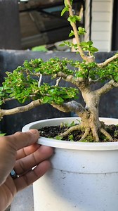 24K views · 3.4K reactions | Saatnya memotong kawat penarik  #premna #bonsaitree #fblifestyle | Karimun Java | Facebook