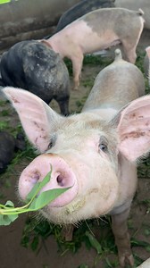 3.2K views · 46 reactions | Pig oinking #pig #oinking #pigs #piggy #pigsofinstagram #piglet #minipig #piggies #oink #petpig #pigstagram #guineapig #guineapigs #micropig #guinea #piglets #guineapigsofinstagram #love #animals #cavy #pigsaspets #cute #potbellypig #pet #pets #pigture #cuteanimals #minipigsofinstagram #meerschweinchen #batpig | Pig Videos | Facebook