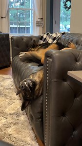 2.1M views · 73K reactions | G.S.D security #sadiethesableshepherd | Sadie the sable shepherd | Facebook