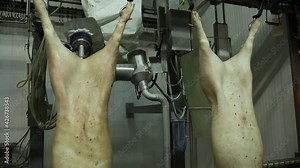 Pig Carcass Automation Robotic Arm Preparation for Pork Meat Production. Slaughterhouse Facility Industrial Factory Process. Automative Technology for Freshly Bio Food Manufacturing