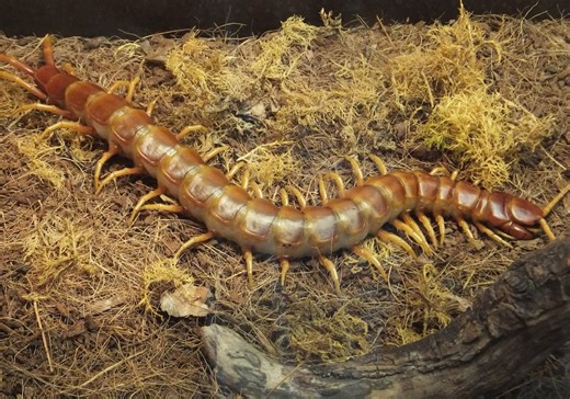 The enormous centipede that eats bats larger than itself by hanging from cave ceilings