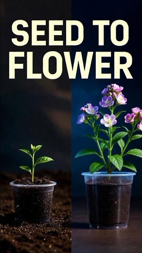 Seed to Flower: Stock Flower Growth Timelapse 🌱✨ | From Tiny Shoot to Full Bloom