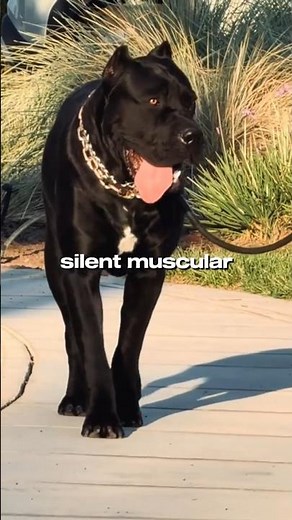 Top 10 Most Powerful Guard Dogs in the World | Ultimate Canine Protectors