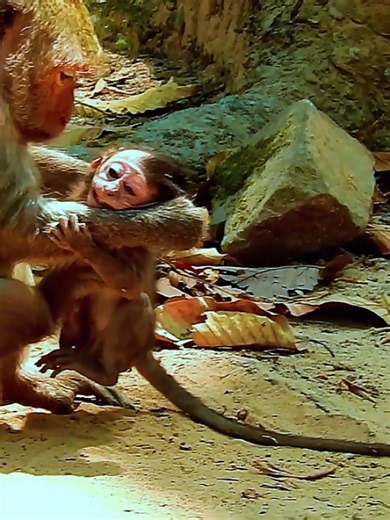 GREAT BITE ...!! Jade bite tear face Jayden many t #monkey | monkey videos