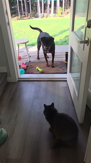 A ninja cat ,guard the house from a rotweiler #dog training