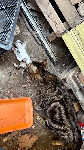 Adorable Cats Playing in a Cluttered Outdoor Space
