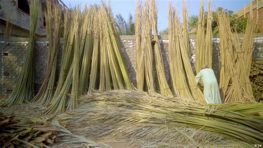 Egypt: Reviving the palm products industry